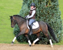 Pferd Leeland's Tarino (New-Forest-Pony, 2003, von Park's Taron)