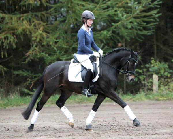 dressage horse Hipp-Strip (German Riding Pony, 2008, from Herzensdieb)