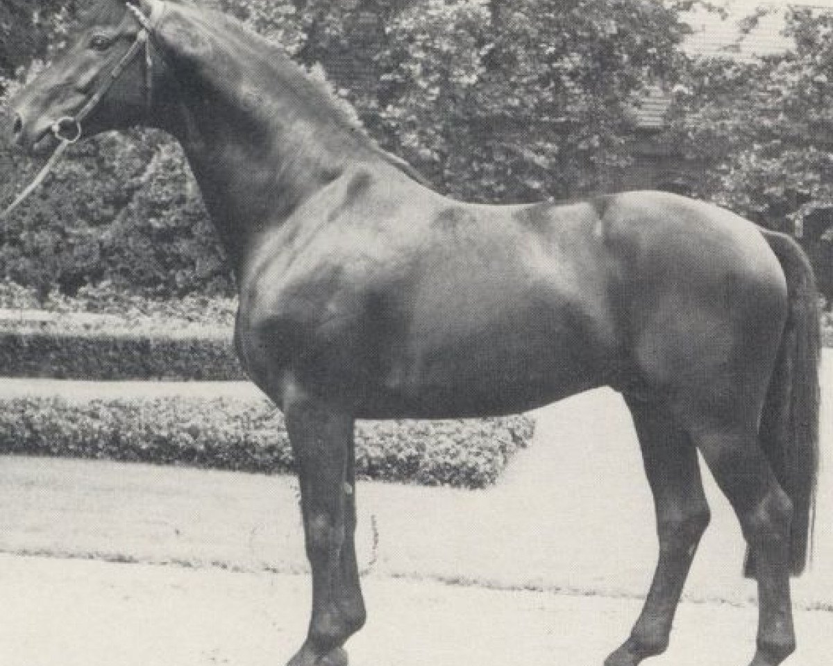 stallion Palast (Westphalian, 1980, from Paradox I 1697)