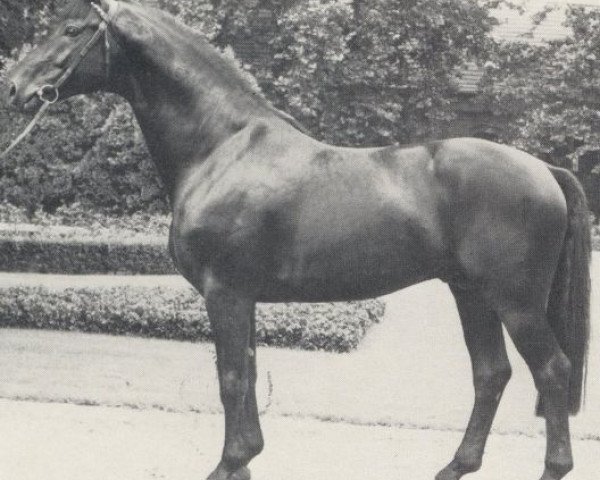 stallion Palast (Westphalian, 1980, from Paradox I)