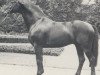 stallion Palast (Westphalian, 1980, from Paradox I)