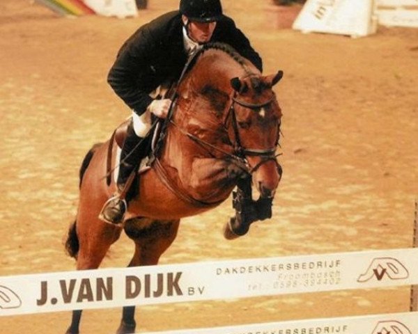 horse Placido (Dutch Warmblood, 1997, from Animo)