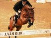 Pferd Placido (Koninklijk Warmbloed Paardenstamboek Nederland (KWPN), 1997, von Animo)