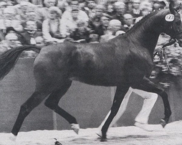stallion Katamaran xx (Thoroughbred, 1981, from Priamos xx)
