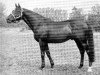 stallion Chief xx (Thoroughbred, 1953, from Nearco xx)