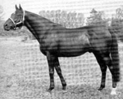 stallion Chief xx (Thoroughbred, 1953, from Nearco xx)