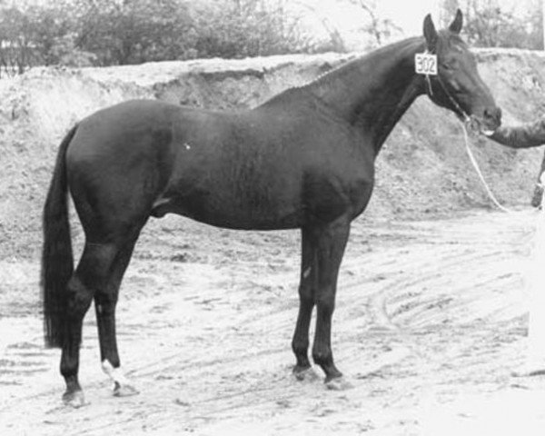 horse Tangelo xx (Thoroughbred, 1968, from Chief xx)