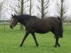 broodmare Everdina (KWPN (Royal Dutch Sporthorse), 1986, from Tangelo xx)