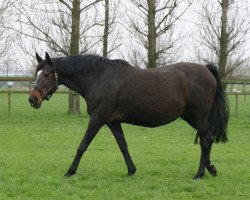 broodmare Everdina (KWPN (Royal Dutch Sporthorse), 1986, from Tangelo xx)