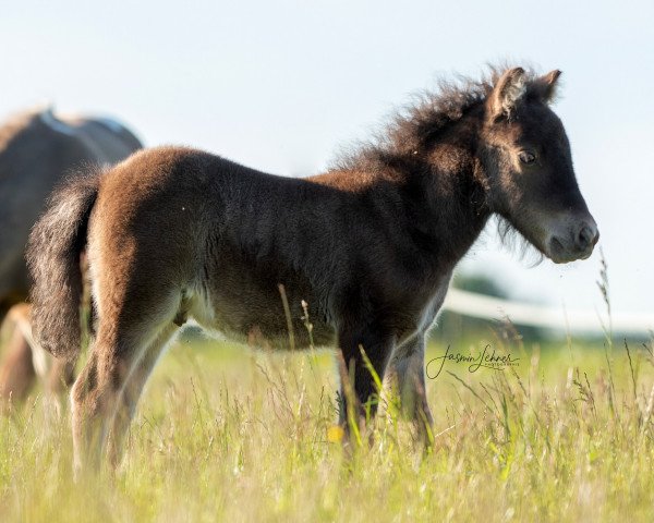 horse Freakys Vivius (Shetland Pony, 2021, from Valentin von der Ostsee)