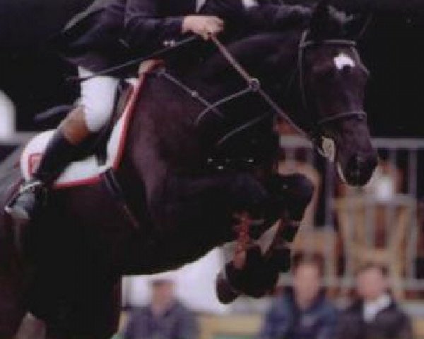Zuchtstute Ladina (Koninklijk Warmbloed Paardenstamboek Nederland (KWPN), 1993, von Grannus)