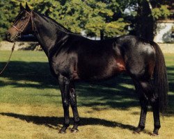 stallion Super Concorde xx (Thoroughbred, 1975, from Bold Reasoning xx)