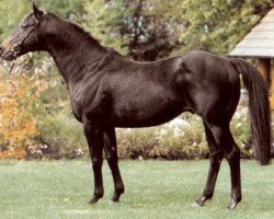 stallion Big Shuffle xx (Thoroughbred, 1984, from Super Concorde xx)