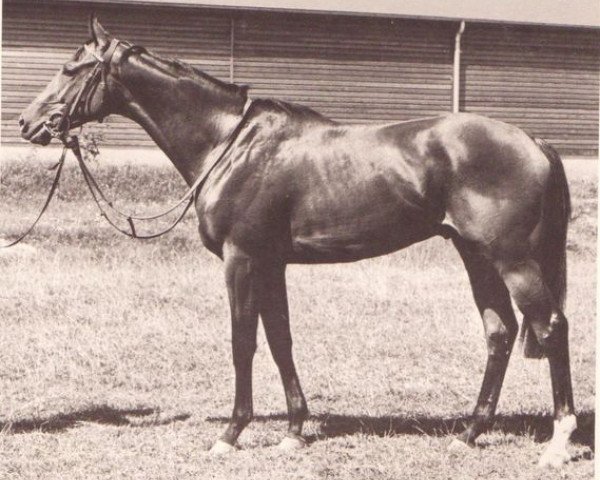 stallion Experte xx (Thoroughbred, 1969, from Hodell xx)
