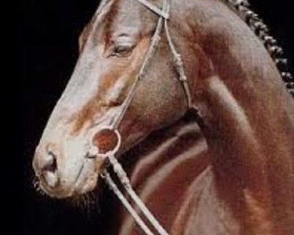 stallion Nandino xx (Thoroughbred, 1980, from Experte xx)