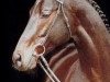 stallion Nandino xx (Thoroughbred, 1980, from Experte xx)