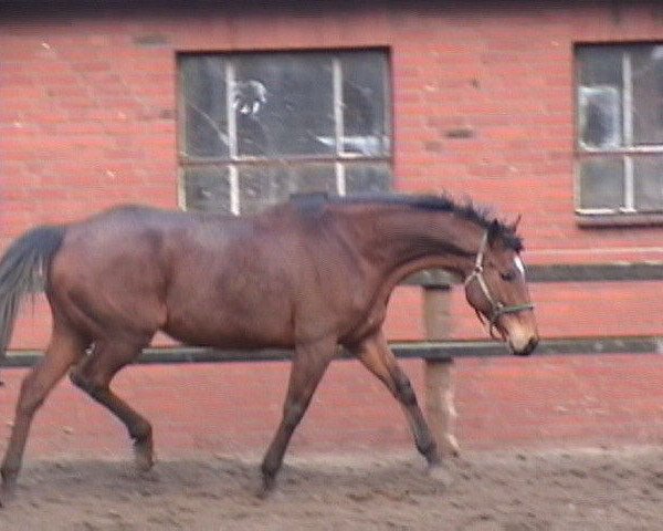 broodmare Isardiva (Thoroughbred, 1989, from Nandino xx)