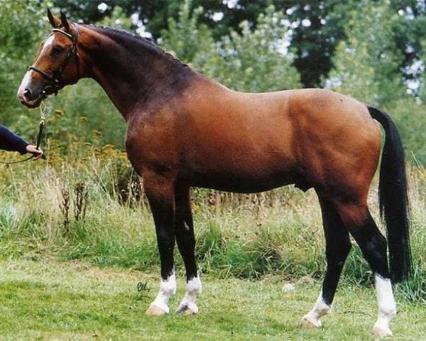 stallion Amulet (KWPN (Royal Dutch Sporthorse), 1982, from Farn)