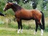 stallion Amulet (Dutch Warmblood, 1982, from Farn)