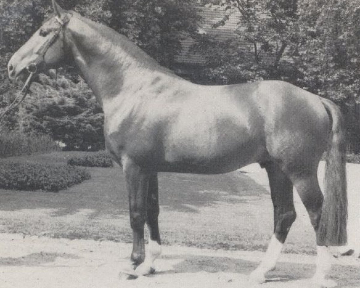 Deckhengst Goldschatz (Westfale, 1978, von Goldlack I)