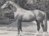 stallion Goldschatz (Westphalian, 1978, from Goldlack I)