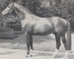 stallion Goldschatz (Westphalian, 1978, from Goldlack I)