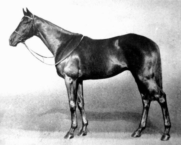 stallion Honeyway xx (Thoroughbred, 1941, from Fairway xx)