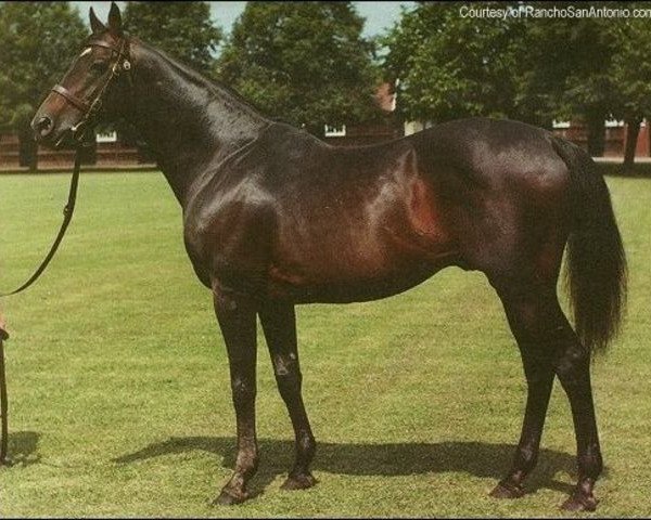 stallion Great Nephew xx (Thoroughbred, 1963, from Honeyway xx)