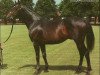 stallion Great Nephew xx (Thoroughbred, 1963, from Honeyway xx)