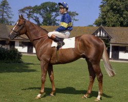 stallion Grundy xx (Thoroughbred, 1972, from Great Nephew xx)