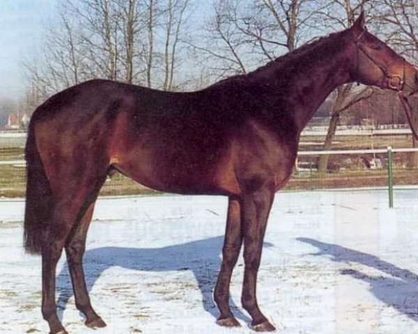 horse Grundyman xx (Thoroughbred, 1979, from Grundy xx)