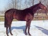 Pferd Grundyman xx (Englisches Vollblut, 1979, von Grundy xx)