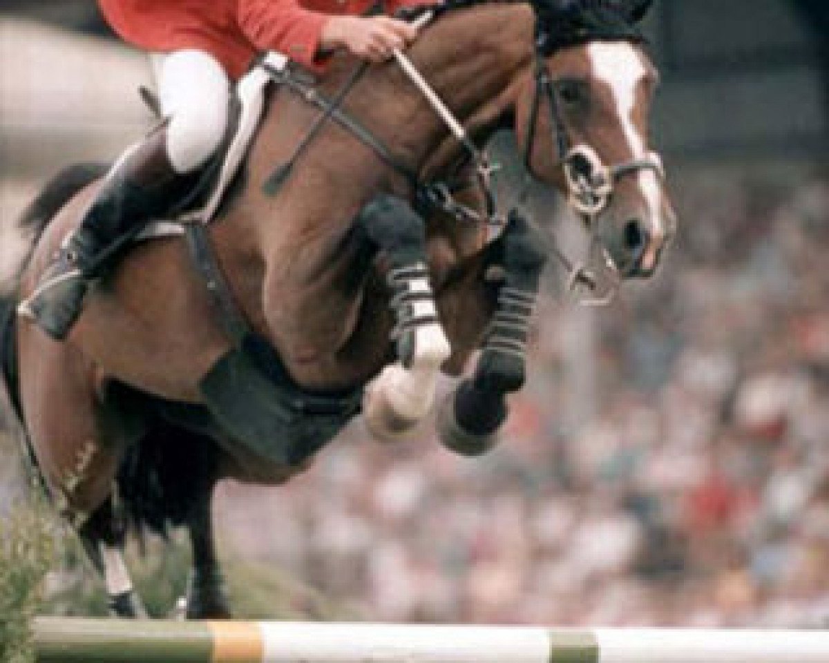broodmare Wippe (Holsteiner, 1984, from Caletto II)