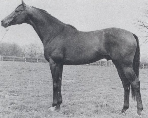 stallion Ballyboy xx (Thoroughbred, 1965, from Ballymoss xx)