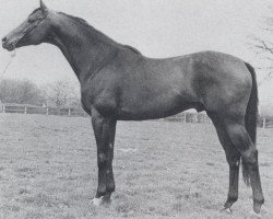 stallion Ballyboy xx (Thoroughbred, 1965, from Ballymoss xx)