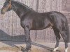 stallion Ramiro's Boy (Hanoverian, 1989, from Ramiro Z)