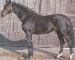 stallion Ramiro's Boy (Hanoverian, 1989, from Ramiro Z)