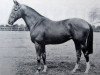 stallion Vienna xx (Thoroughbred, 1957, from Aureole xx)