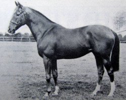 stallion Vienna xx (Thoroughbred, 1957, from Aureole xx)