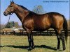 stallion Vaguely Noble xx (Thoroughbred, 1965, from Vienna xx)