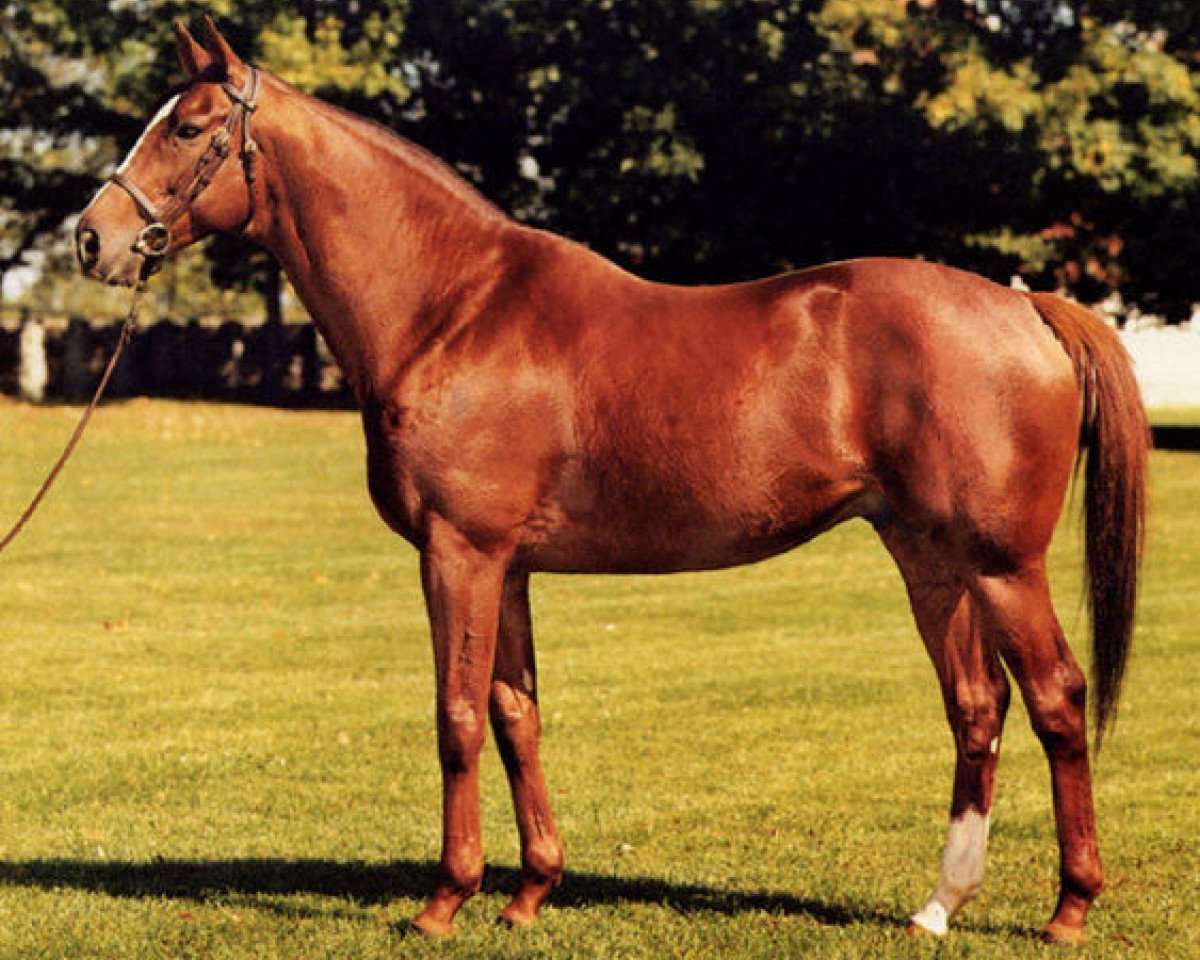 Deckhengst Lemhi Gold xx (Englisches Vollblut, 1978, von Vaguely Noble xx)