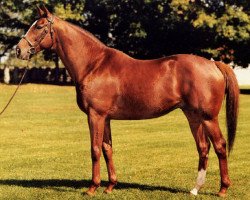 stallion Lemhi Gold xx (Thoroughbred, 1978, from Vaguely Noble xx)