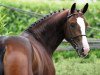 stallion Unistar (KWPN (Royal Dutch Sporthorse), 2001, from Voltaire)
