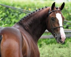 stallion Unistar (KWPN (Royal Dutch Sporthorse), 2001, from Voltaire)