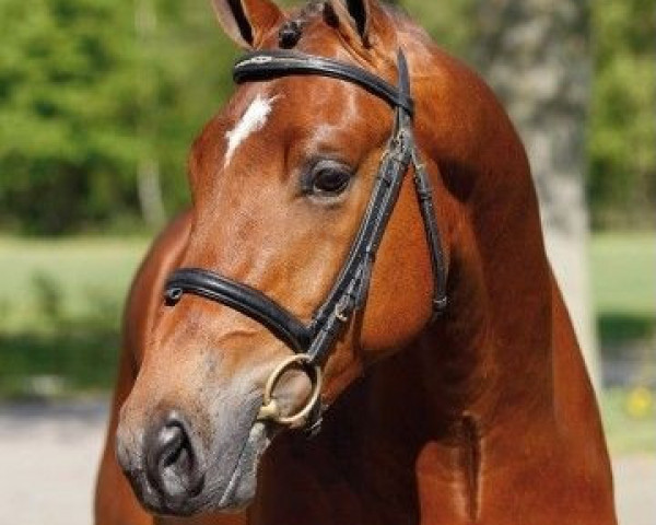 stallion Applaus (KWPN (Royal Dutch Sporthorse), 2005, from Unistar)