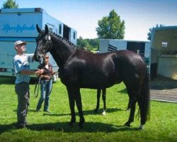 horse Rotella (Oldenburger, 2000, from Donatelli I)