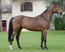 stallion Bensor du Gué (Selle Français, 2011, from Ensor van de Heffinck)