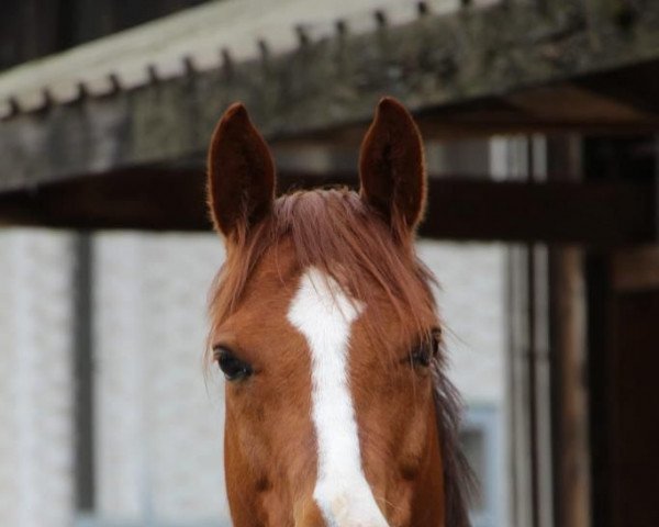 Dressurpferd Reitland‘s Danciano B (Deutsches Reitpony, 2015, von Reitland's Du oder Keiner)