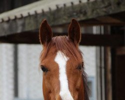 dressage horse Reitland‘s Danciano B (German Riding Pony, 2015, from Reitland's Du oder Keiner)