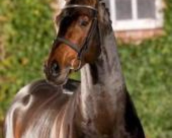 stallion Acomet (Rhinelander, 2000, from Arpeggio)